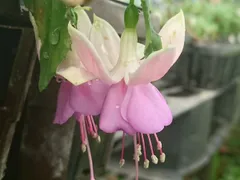 2026年最新】フクシア 苗の人気アイテム - メルカリ