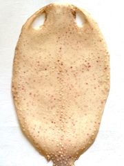 虎鮫4 刀剣用 鮫胴用 鮫鞘 鮫皮 - メルカリ