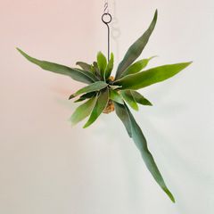 【299V】ベイチー（ビーチー）（Platycerium veitchii） の苔玉