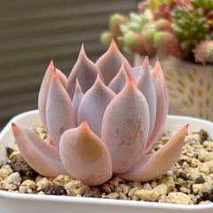 多肉植物 ☘️ リラシナ×ラウイ 抜き苗