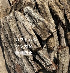 木の皮　昆虫飼育