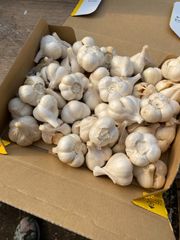 208..期間限定特売生にんにく新にんにく約10kg - メルカリ