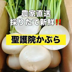 農家直送‼️採れたて新鮮‼️聖護院かぶ５キロ‼️真っ白のツヤツヤかぶ‼️