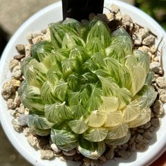 多肉植物 ハオルチア 白蛇伝 子株 ① - メルカリ