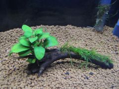 319．流木付き水草 アヌビアスナナプチ 南米ウィローモス