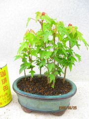 [讃岐屋緑兵衛] 唐楓 トウカエデ 寄植 (62288瑠璃釉楕円鉢)全高：23㎝※宅配便発送