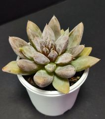 エケベリア 原種  トリマネンシス リオトリマン tolimanensis.Rio Toliman ケーレス実生苗。月曜or火曜日発送。