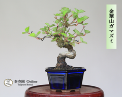 金華山ガマズミ ミニ盆栽【泰寿園 Online】現品 一点物 雑木 真柏 松柏 松 初心者 室内 鑑賞 趣味 卓上盆栽 盆栽鉢 グリーン 和 ギフト プレゼント 贈答品 ミニ盆栽 誕生日 母の日 父の日 敬老の日 記念日 お祝い 優良葉性 インテリア 1