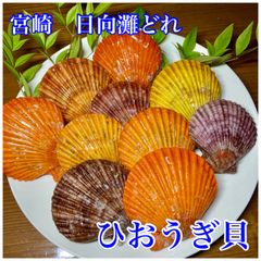 宮崎産   海の宝石　ヒオウギ貝　10枚　ホタテより濃厚　ジューシー　緋扇貝