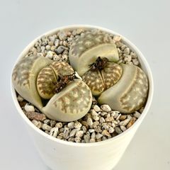 【多肉植物】リトープス・麗虹玉　Lithops dorotheae