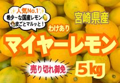 【大特価❣️ラストセール】訳ありマイヤーレモン5㎏/レモン　国産レモン　みかん