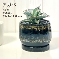 観葉植物 小さい アガベ ティタノータ ブルー チタノタ 4号 黒陶器鉢 ソーサー付 黒デコジャリ小付 多肉植物 ティタノタ 人気 おしゃれ 母の日 鉢植え 人気 インテリア リビング 送料無料