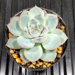 多肉植物 ルナレン エケベリア 抜き苗 根付き 6㎝ポット使用