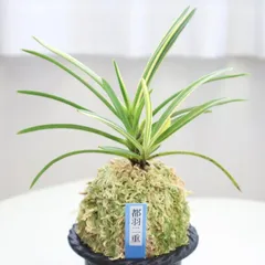 富貴蘭　美術本　レア 2025年最新】富貴蘭 本の人気アイテム - メルカリ