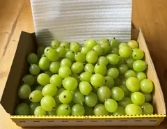 2026年最新】完熟シャインマスカットの人気アイテム - メルカリ