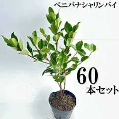 【60本セット】ベニバナシャリンバイ樹高0.4ｍ前後15cmポット