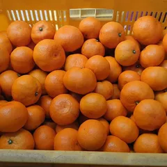 1.28(水)出荷　関東甲信越〜九州便　3.5㌔蔵出し樹成完熟みかん　無選別　低農薬　香川県仁尾