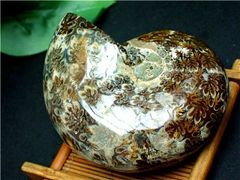 ★貴重－アンモナイト縫合線オパール化石標本B84U3/77U37C