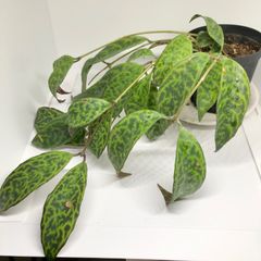 エスキナンサス　マルモラタス