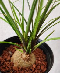 トックリラン　ポニーテール　ノリナ　抜き苗発送　塊根植物