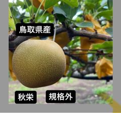 食品 ⚠️YUKA専用⚠️茨城県産 梨/甘ひびき 5キロ/家庭用 数量