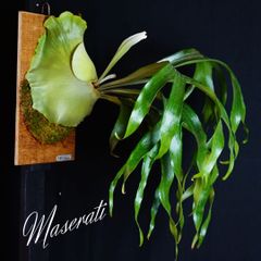 8f2qSjgEGLy34qFvg5ru3c.jpg@jpg