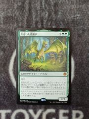 MTG 年老いた骨齧り　日本語版　1枚