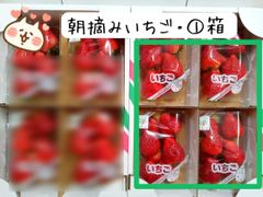 朝摘み★完熟とちあいか★1箱（4パック）大粒★益子農園
