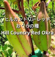 巨大ケールの種(固定種 Thousand Head Kale) - メルカリ