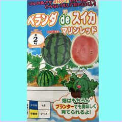 野菜種子　ベランダ　de スイカ　100粒