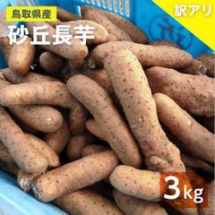 【訳あり】砂丘ながいも　長芋　とりたて 3kg程度　とろろ　ねばり　山芋　バラ