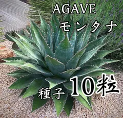 2025年最新】アガベ モンタナの人気アイテム - メルカリ