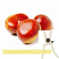熊本県産 栗 プレミアム 利平栗【箱込み約2kg入り 】栗の皮むき器付き　※9月下旬以降順次発送