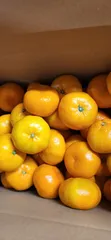 10kg綺麗な大玉みかん2Lから4L(愛媛県産) 北海道、沖縄配送不可のサムネイル