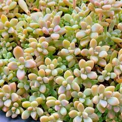 【ルビーネックレス】多肉植物セダム　姫秋麗30カット【育成説明書】