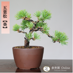 五葉松【葵】アオイ ミニ盆栽 小品盆栽【泰寿園 Online】接ぎ木 現品 一点物 優良葉性 五葉松 松柏 松 8