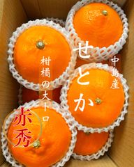 愛媛中島産　完熟せとか　贈答2.5kg    再入荷！！