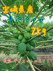 宮崎県産 青パパイヤ 約2キロ！農薬栽培期間中不使用 美容 ダイエットにオススメ