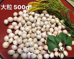 銀杏　ぎんなん　福岡県産　大粒５００g