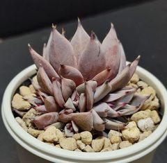 エケベリア 原種 クスピダータ サンロベルト 6頭 花芽ありその３　ケーレス実生苗  cuspidata.San Roberto 月曜or火曜日発送。