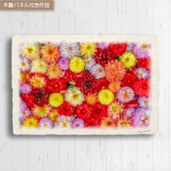 일본 종이의 그림 사진 [일면 달리아 꽃 (빨간 검정)] 패널 첨부 48x33cm 회화 인테리어 현관 풍수 풍경화 아트 패널 포스터 세련된 신축 축하 그림 벽걸이 일본 현대 일본식 재팬디 가을 꽃의 그림