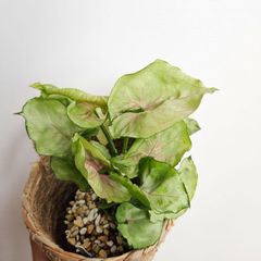 ③《シンゴニウム グリーンスプラッシュ》Syngonium green splash 観葉植物 斑入り ポット発送