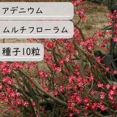 【種子】アデニウム・ムルチフローラム　種子10粒