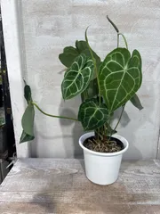 2025年最新】アンスリウムクラリネルビウムの人気アイテム