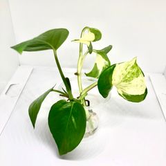 ポトスステータス　トップカット苗 1本　ポトスパーフェクトグリーン カット苗 3本