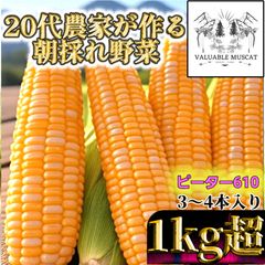 7月予約】極甘とうもろこし ハニーバンタム 1kg超 - メルカリ