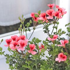 花苗 ペラルゴニウム オレンジ 3号 多年草 かわいい おしゃれ 丈夫