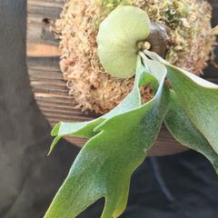 ビカクシダ ホワイト ギズモ 胞子培養株 現品発送 P. white gizmo B