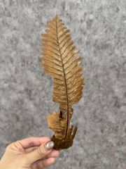C11 ▽Drynaria rigidula▽　ドリナリア　リギデュラ　【PLANET】 シダ植物　ビカクシダ