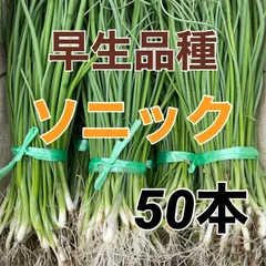 玉ねぎ苗　マーキュリー　500本